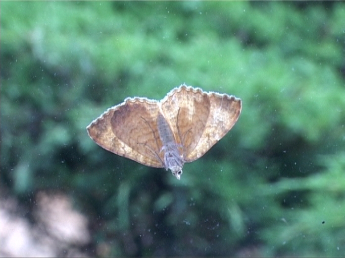 Ockergelber Blattspanner ( Camptogramma bilineata ), Blick durch die Fensterscheibe ( von Innen nach Außen ) auf die Flügelunterseite : Moers, in unserem Garten, 03.08.2010 